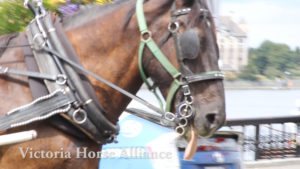 Victoria Horse Carriages